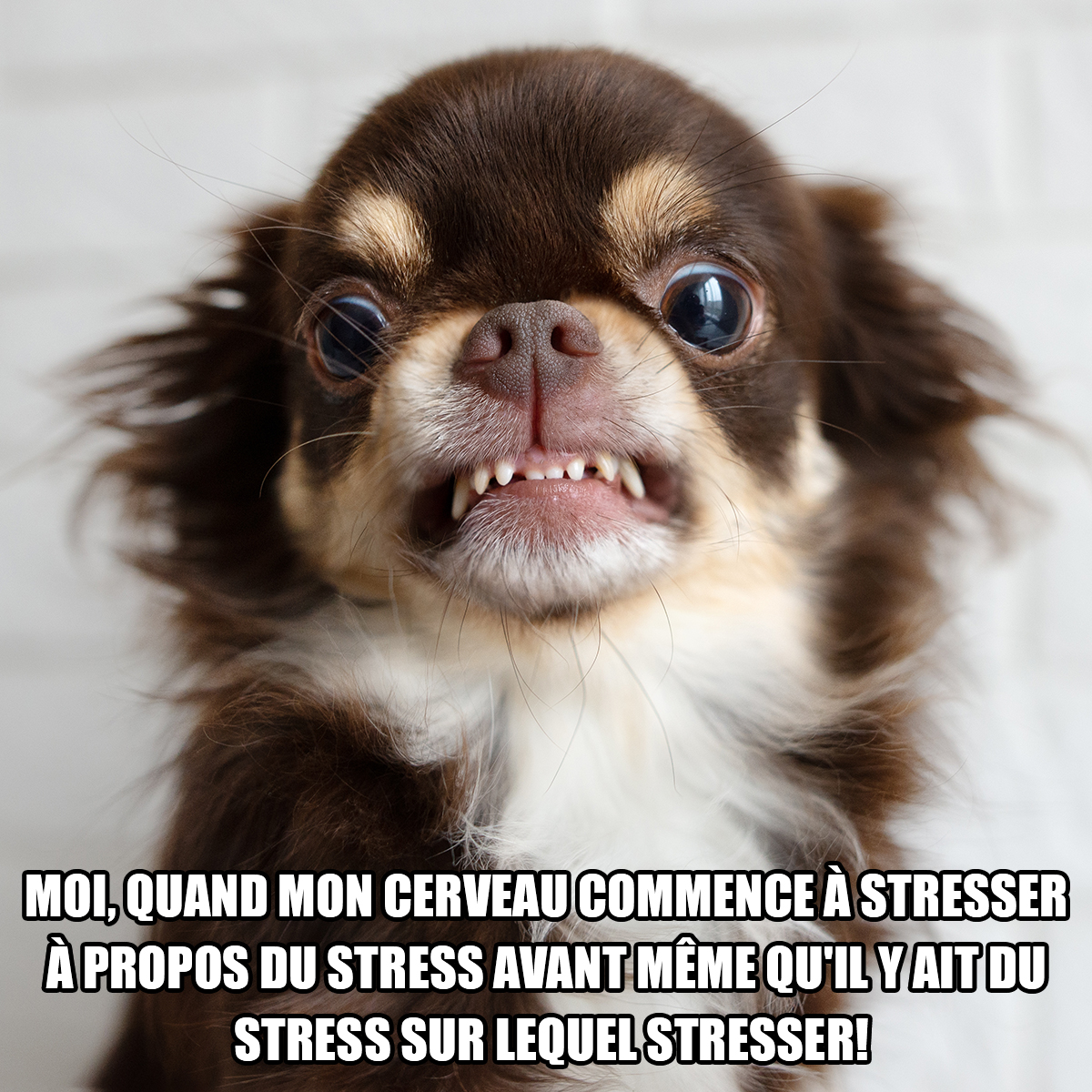 Meme représentant un petit chien qui a l’air stupéfait. Son regard prononcé et ses petites dents acérées indiquent qu’il semble particulièrement stressé. La phrase suivante est inscrite sous l’image de l’animal : Moi, quand mon cerveau commence à stresser à propos du stress avant même qu’il y ait du stress sur lequel stresser! 